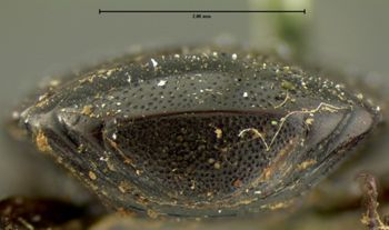 Media type: image;   Entomology 6957 Aspect: pygidium